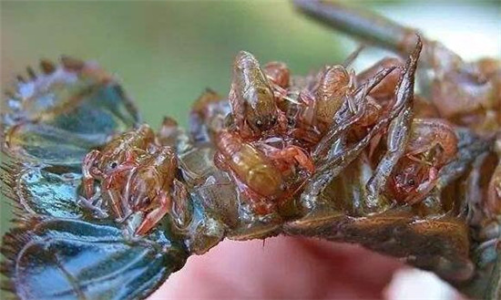 小龍蝦性成熟要幾個月，怎樣刺激小龍蝦性成熟