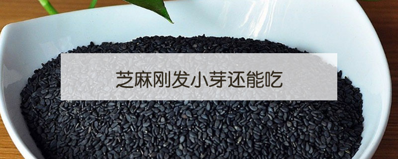芝麻剛發小芽還能吃嗎