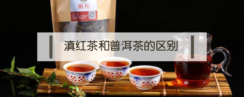 滇紅茶和普洱茶的區別