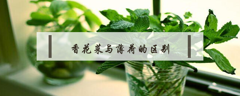香花菜與薄荷的區別