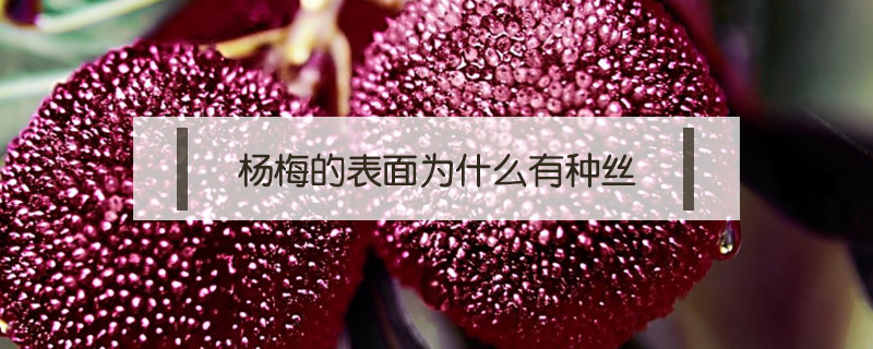 楊梅的表面為什么有種絲