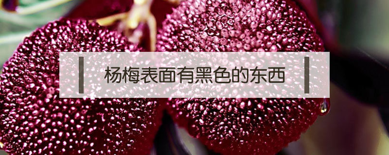 楊梅表面上有黑色的東西