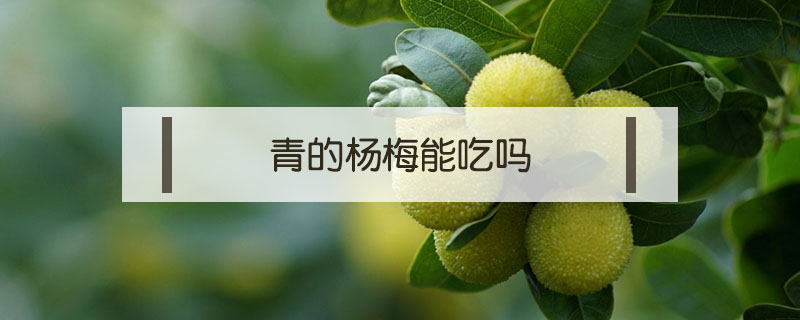 青的楊梅能吃嗎
