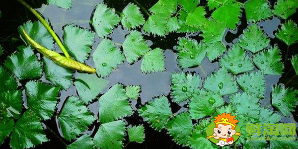 菱角幾月份發芽，菱角多久能發芽