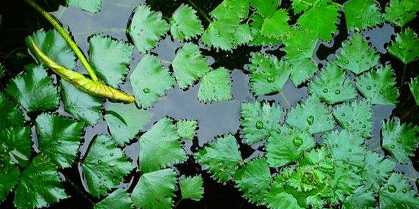 老菱角怎么種植，魚塘里能種菱角嗎
