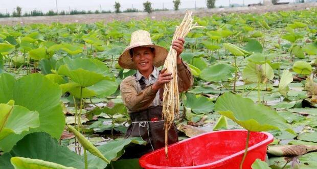 蓮藕種子什么時(shí)候種，蓮藕種子什么時(shí)候發(fā)芽