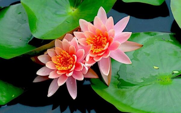 睡蓮會(huì)有蓮藕和蓮蓬嗎，睡蓮種子和蓮藕的區(qū)別