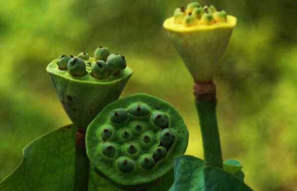 睡蓮會(huì)有蓮藕和蓮蓬嗎，睡蓮種子和蓮藕的區(qū)別