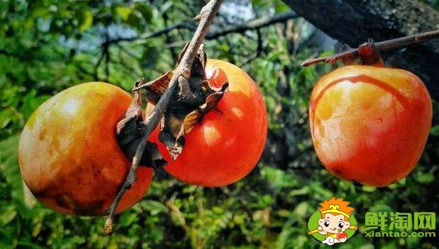 黃柿子和紅柿子有什么區別，南紅柿子黃與柿子紅的區別
