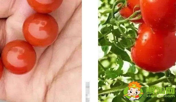 黃柿子和紅柿子有什么區別，南紅柿子黃與柿子紅的區別