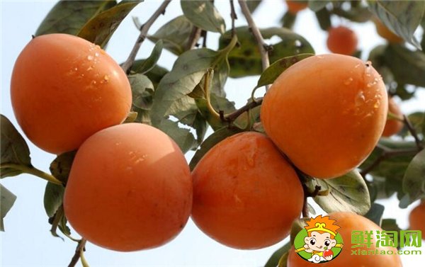 中國最有名的柿子是什么品種,什么品種的柿子摘下來就能吃