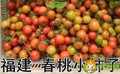 春桃圣女果是轉基因嗎，春桃和圣女果的區別