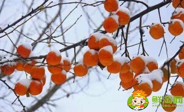 東北凍柿子是什么品種，東北凍柿子產(chǎn)自哪里