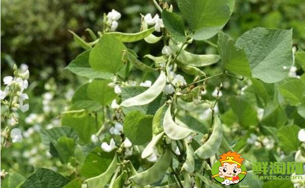 蕓豆是不是四季豆，白蕓豆和白扁豆的區別