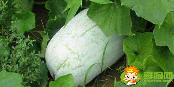冬瓜什么時候種植最好，冬瓜什么時候種植高產(chǎn)