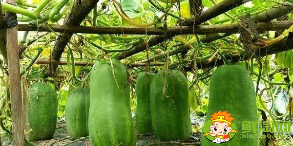 冬瓜什么時候種植最好，冬瓜什么時候種植高產(chǎn)