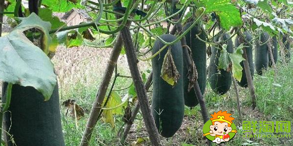 冬瓜什么時候種植最好，冬瓜什么時候種植高產(chǎn)
