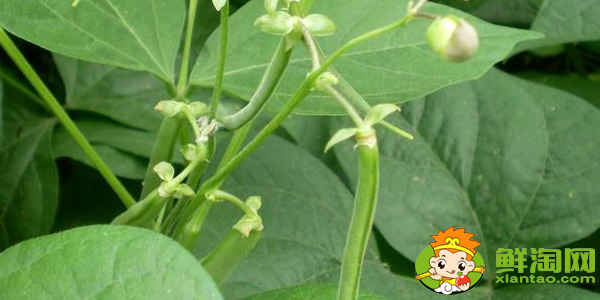 四季豆是什么季節的菜,四季豆是什么時候上市