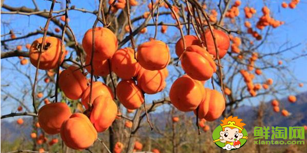 紅柿與春桃有什么區(qū)別,柿子和普通西紅柿的區(qū)別