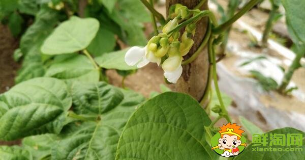 蕓豆是什么季節成熟的蔬菜(夏季)，蕓豆只開花不結果是什么原因