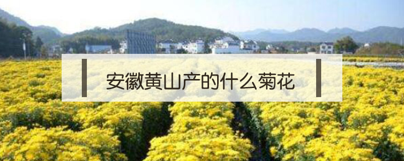 安徽黃山產的什么菊花