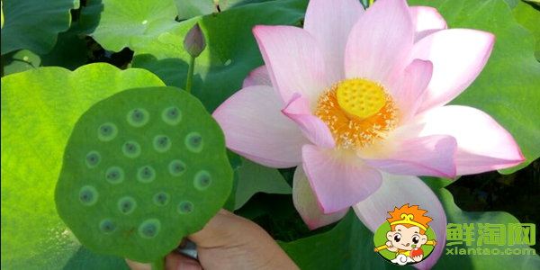 種蓮蓬哪個(gè)品種好，什么品種的藕結(jié)蓮蓬多