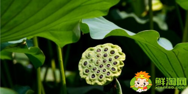 新鮮蓮蓬哪里產的好，一畝能產多少蓮蓬