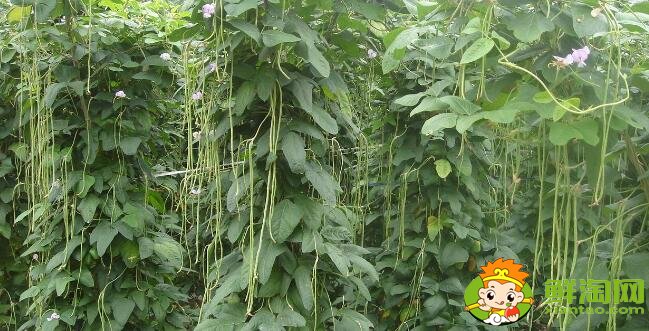 長豆角怎么挑選,長豆角怎么區(qū)分老的和嫩的