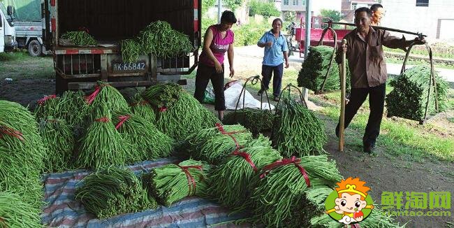 長豆角怎么挑選，長豆角怎么區(qū)分老的和嫩的