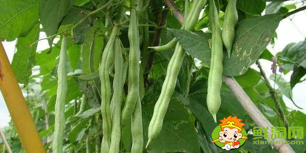 四季豆和豆角的區(qū)別，四季豆怎樣長期保存
