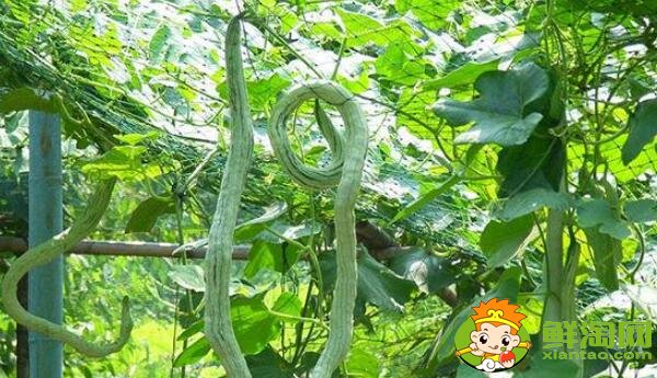 四季豆和蛇豆一樣嗎,蛇豆和四季豆的區(qū)別