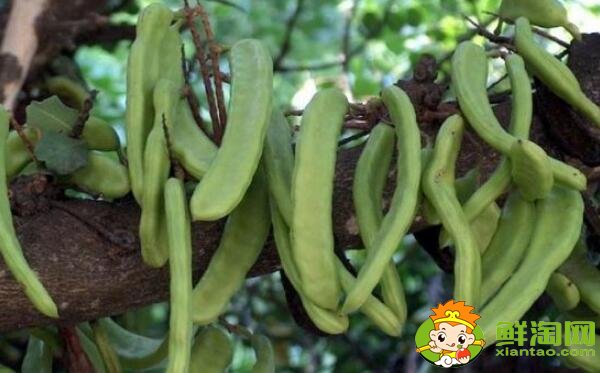 四季豆和蛇豆一樣嗎，蛇豆和四季豆的區(qū)別