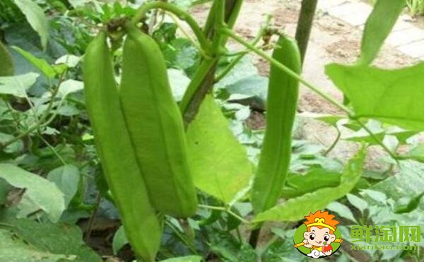 四季豆和蛇豆一樣嗎,蛇豆和四季豆的區(qū)別