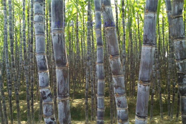 四川甘蔗什么時候成熟，四川甘蔗主產(chǎn)區(qū)