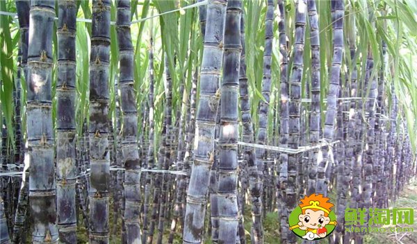 四川甘蔗什么時候成熟，四川甘蔗主產區