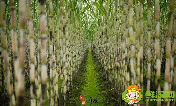 四川甘蔗什么時候成熟,四川甘蔗主產區