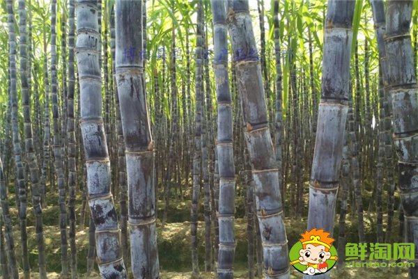 四川甘蔗什么時候成熟,四川甘蔗主產區