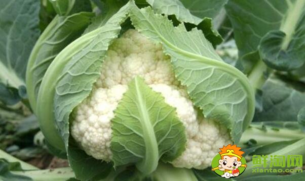 花菜和菜花是一種菜嗎，菜花怎么煮