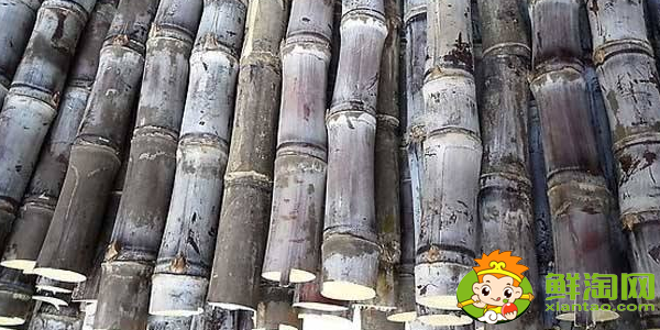 大連甘蔗什么時(shí)候成熟，大連哪里有種甘蔗的
