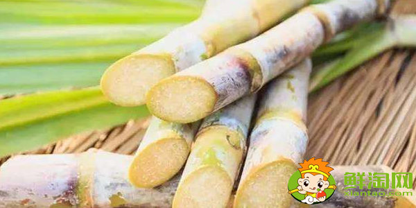 大連甘蔗什么時(shí)候成熟,大連哪里有種甘蔗的