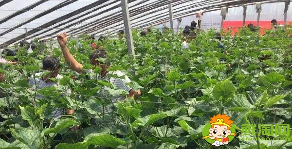耐熱黃瓜品種有哪些，耐熱黃瓜最好的新品種