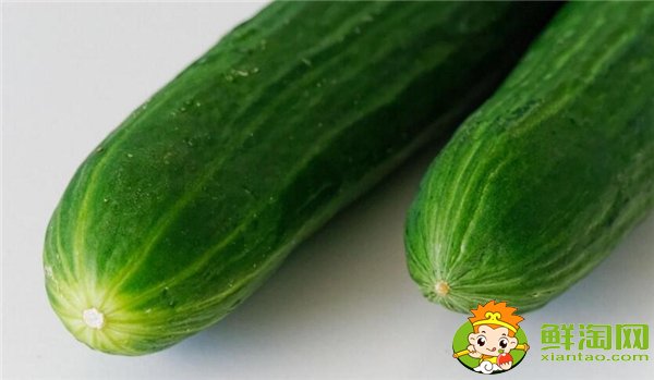 哪里種黃瓜的最多，種黃瓜每年要換地嗎