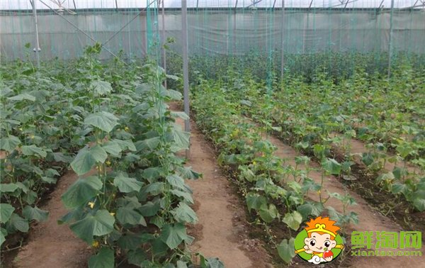 哪里種黃瓜的最多，種黃瓜每年要換地嗎