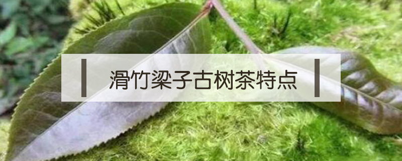 滑竹梁子古樹茶特點(diǎn)