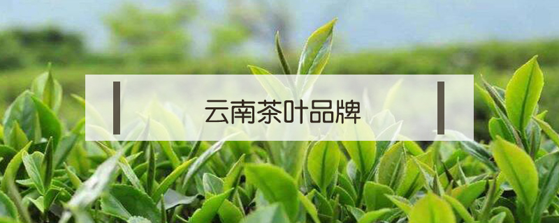 云南茶葉品牌