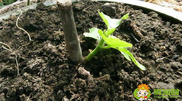新鮮無花果可以種嗎，新鮮無花果多少錢一斤
