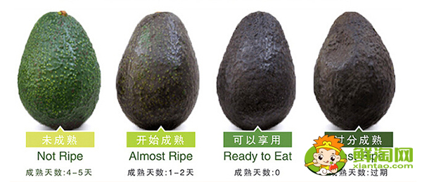 牛油果怎么挑選熟的,牛油果怎么挑選那種最好