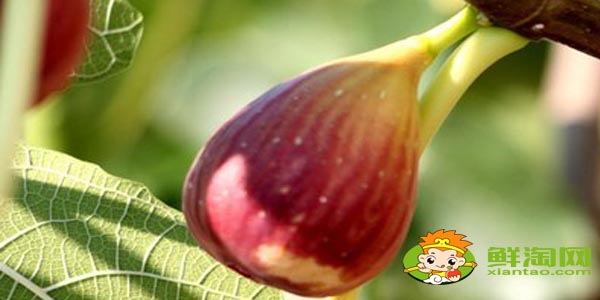 新鮮無花果怎么吃最多吃幾個，小孩可以吃新鮮無花果嗎