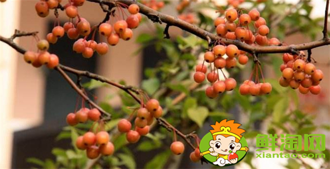 垂絲海棠果實(shí)能泡酒喝嗎，垂絲海棠果實(shí)幾月份成熟