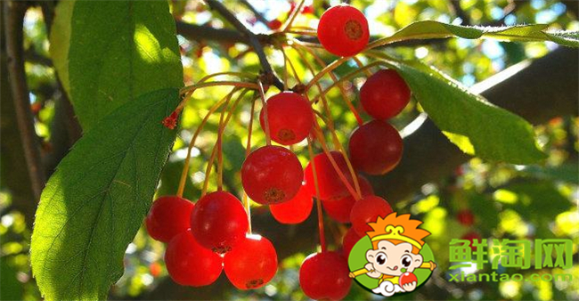 垂絲海棠果實(shí)能泡酒喝嗎，垂絲海棠果實(shí)幾月份成熟